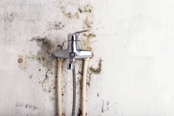 Best Preventive Mold Services in Terry, MS