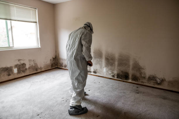 Best Attic Mold Remediation in Terry, MS