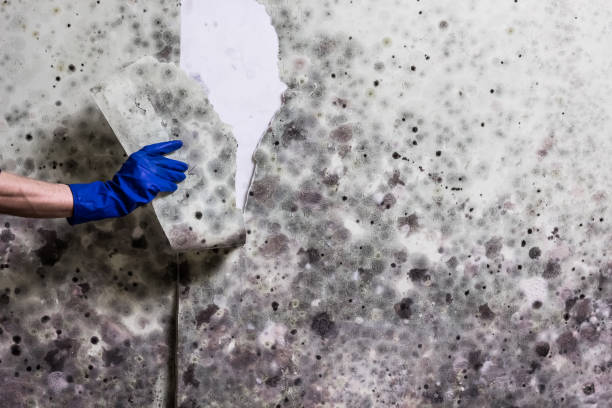 Best Residential Mold Remediation in Terry, MS